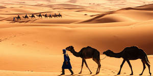 Tuareg with camels on the western part of The Sahara Desert in Morocco.