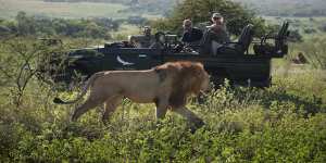 Lions – one of Africa’s “big five” – are a huge drawcard for tourists.