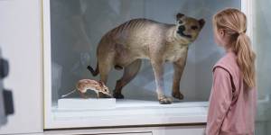 As close as she will get - a taxidermied Tasmanian Tiger on Display in Melbourne Museum in 2021.