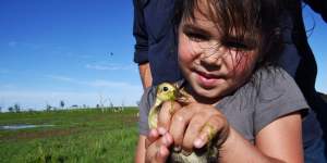Kataylah Rose Cooper holds a duckling found in the wetlands on the property her father manages in the Macquarie Marshe.