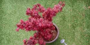 Japanese maple is a great option for those looking to pot autumn colours.
