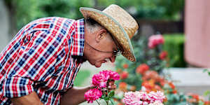 Plants need fertiliser to grow? Lesson learnt,if 50 years late.