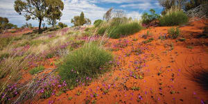 Alice Springs,Northern Territory:Travel guide and things to do