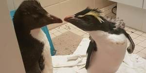 WA wildlife carer farewells mysterious penguins as they travel home to Antarctica