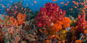 Coral wonderland:Alila Purnama.