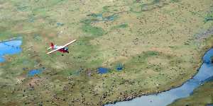 An airplane flies over caribou from the Porcupine caribou herd on the coastal plain of the Arctic National Wildlife Refuge in north-east Alaska.