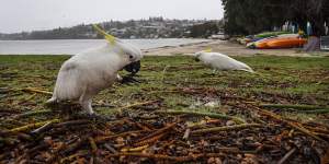 Licence to kill:Millions of Australian native animals legally slaughtered