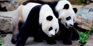 Pandas at Adelaide zoo:Fu Ni on the left,Wang Wang on the right.