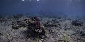 Great Barrier Reef after a coral bleaching event,which experts say doesn't just reduce the number of corals but damages the entire ecosystem. 