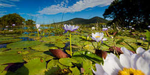 Adani fined after stormwater flows into north Queensland wetlands