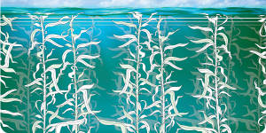 Seaweed:a hero the marine world?