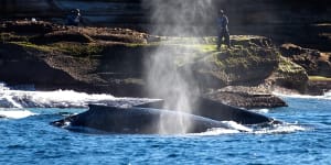 ‘Amazing’:Chance of Migaloo return as whales jostle off Sydney coast