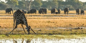 Where to see elephants in the wild:Hwange National Park,Zimbabwe,Africa