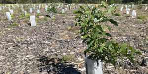 10-month old trees planted as part of the Brisbane Koala Bushland revegetation program.