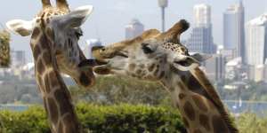 Giraffes aren’t Australia’s best ambassadors,but Taronga Zoo does show off the city. 