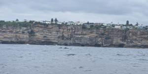 The whale and her calf spotted off the coast near Bondi. 