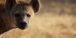 Spotted hyena (Crocuta crocuta) or Laughing Hyena,Ngorongoro Conservation Area,Tanzania,East Africa. tra2cover-tanzania