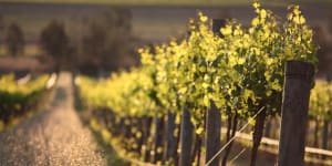 The grape escape:why more home buyers are making a vine change