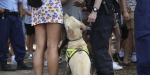 Data reveals drug detection dogs incorrectly sense drugs 75 per cent of the time.