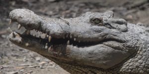 Something ‘fishy’ about croc meat for allergy sufferers