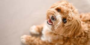The phrase ‘dog act’ has overstayed its welcome