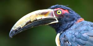 Colombia is a bird-watcher’s paradise ... a collared aracari.