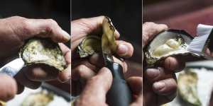 The pearly question:Should you buy shucked or unshucked oysters?