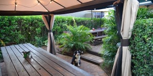 Must Do Brisbane:Best dog-friendly bars