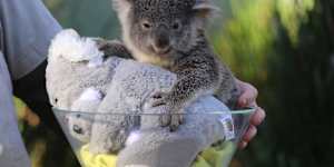 A koala joey with its koala teddies at the Australian Reptile Park. How to ensure the real one survive? 