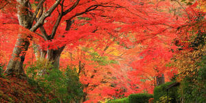 Autumn colours in Iwate Prefecture.