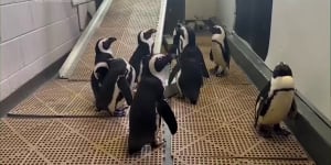 Penguins moved to higher ground before hurricane