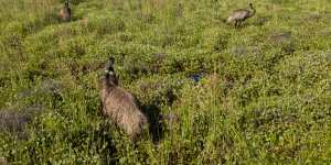 Emus splash through flooded grasslands.