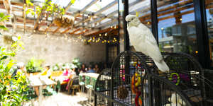 Georgie overlooks the beer garden at the White Cockatoo in Petersham.