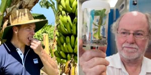 The man who saved bananas from certain death – and next,750,000 children