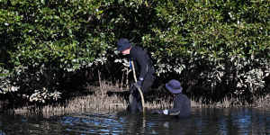 Police search the Cooks River in Earlwood after a placenta was found on its banks in Sydney.
