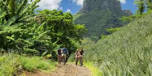 Cycling around Moorea's pineapple plantations.