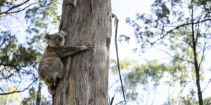 A koala grips on to a tree in Gunnedah.