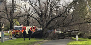 Woman killed by falling tree at Princes Park