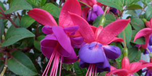 Fuchsia is flowering enthusiastically at the moment.