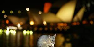 Possums are often treated as rodents in Sydney,including by me.