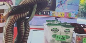 Venomous snakes slither into school tuckshop and office