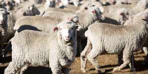 Drought has pushed Australia's sheep flock to its lowest level in more than 100 years. 