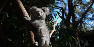 The Minns government made an election promise to create a Great Koala National Park in northern NSW.