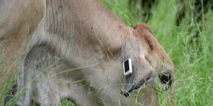 The Ceres Tag was originally designed for cattle.