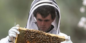 Bees need hives alive in national parks as weather warms and dries