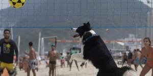 A footvolley star dog is beating Rio beachgoers at their own game