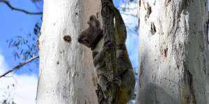 Drastic improvement to habitat mapping brings hope for koalas