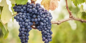 Grape variety clones:Science,not fiction