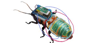 Part insect,part machine:Remote-control cyborg cockroaches to search radioactive zones