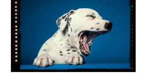 What’s yawning for – and is it really contagious?